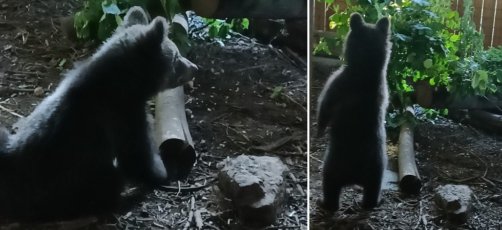 Gli esperti smentiscono la Pat e chiedono di liberare il cucciolo M89